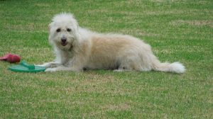Reina, Purebred Mexican Street Dog, guarding her favorite toys on our lawn..